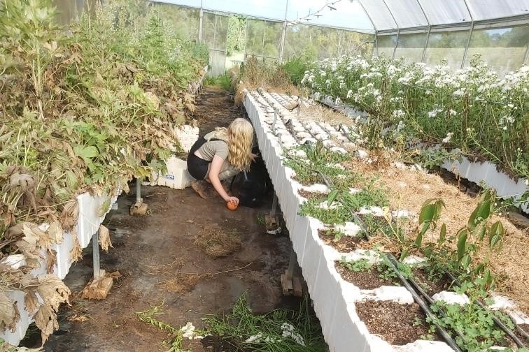 A young teenager crouches between rows of raised beds in a polyhouse.
