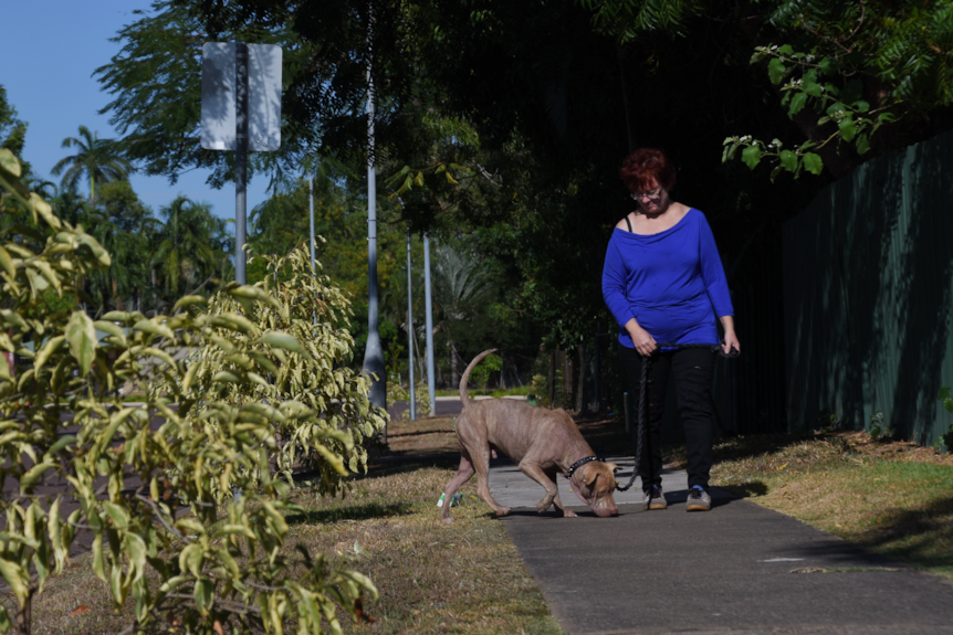 A woman in a bright  blue shirt walks her dog down a street.