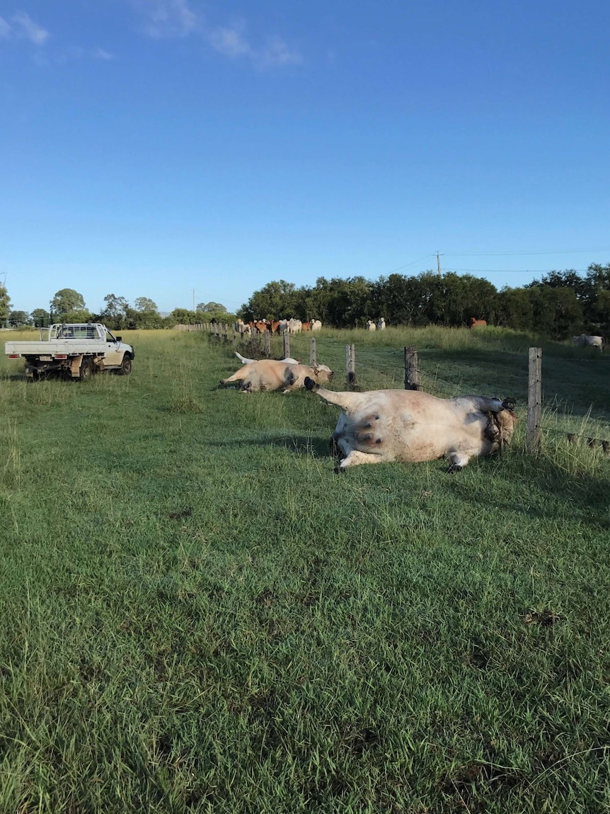 The dead cows are lying in the paddock next to the fence line.