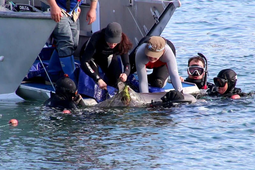 A group of people lean down from the back of a boat with divers in the water as they tend to an injured dolphin.