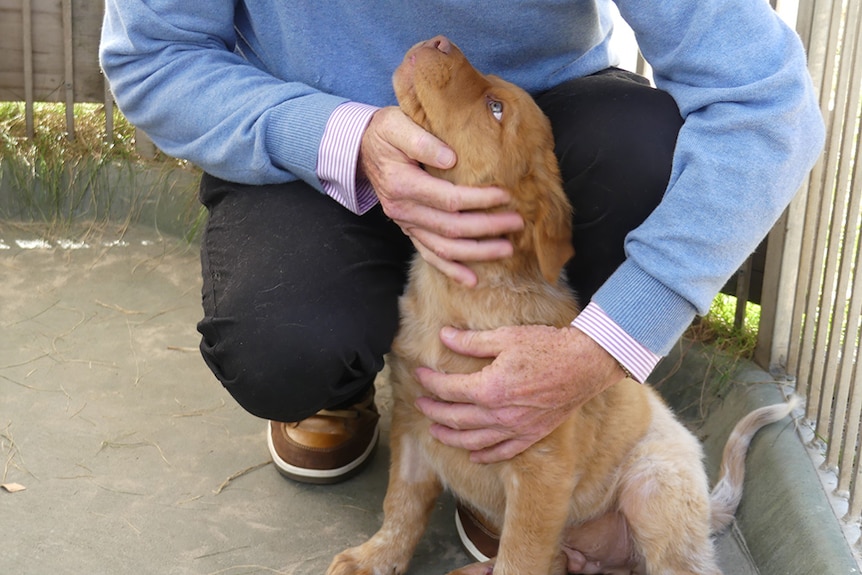 A puppy looks up at a man