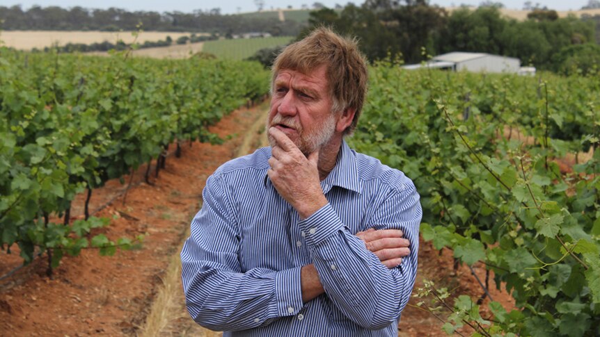 A bearded man in a striped shirt holding his hand to his chin while standing in a vineyard.