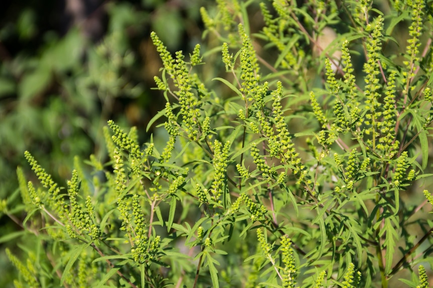 A plant with fern-like leaves and green-yellow spikes for flowers