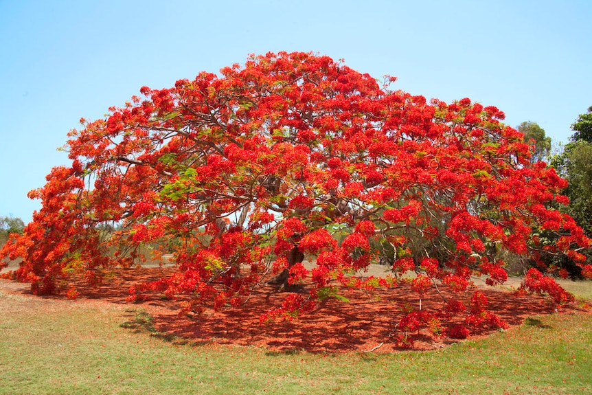 A poinciana tree covered in red flowers.