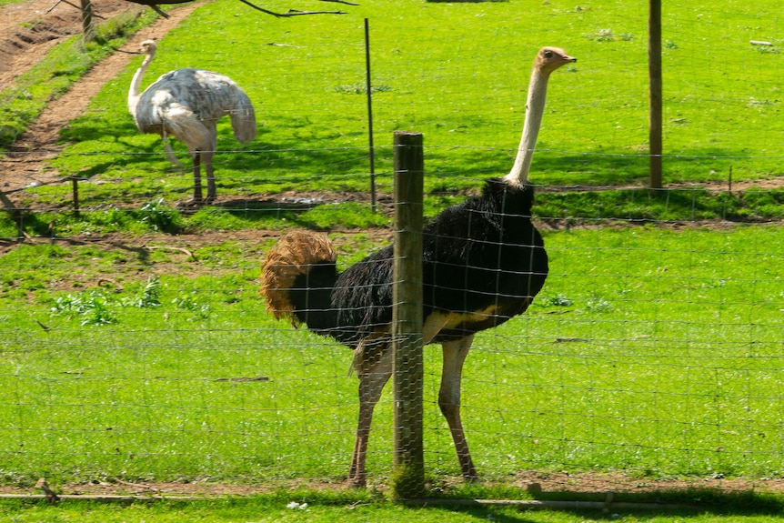 An ostrich walks a fence line at wildlife park.