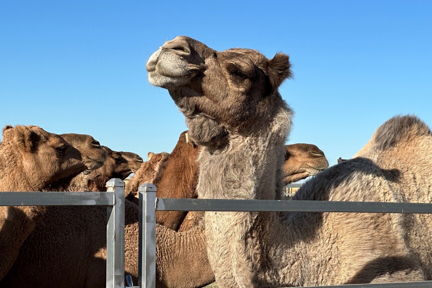 A camel standing in front of other camels