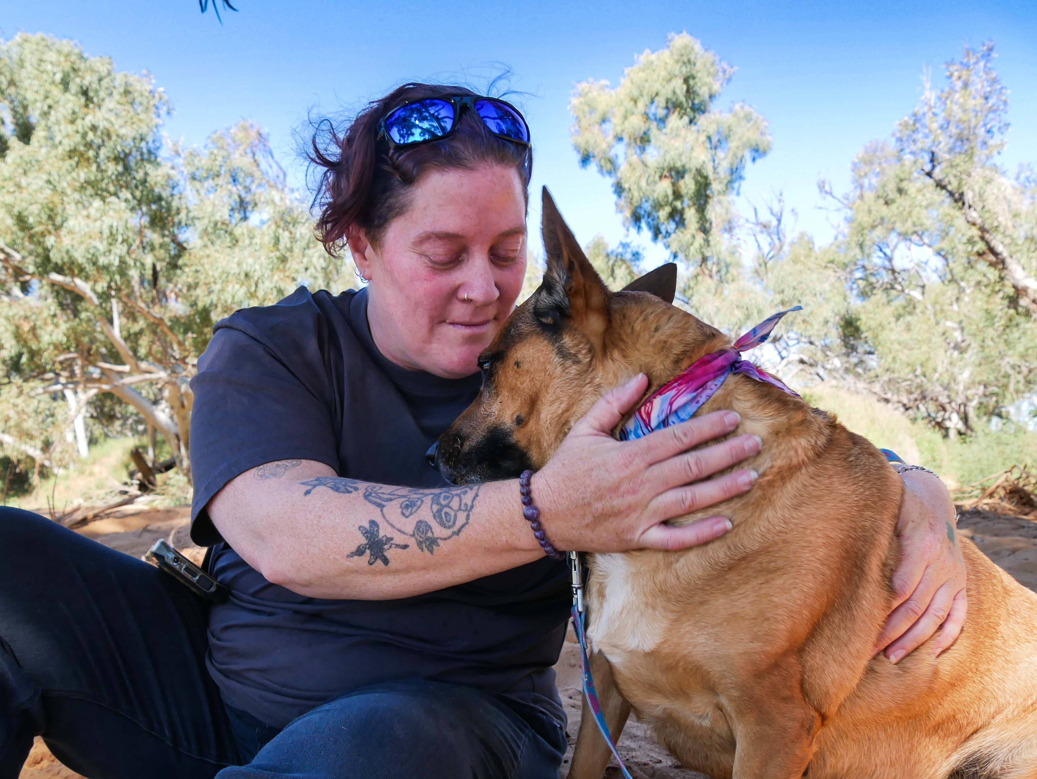 Shire confirms five dogs poisoned on two streets, killing three