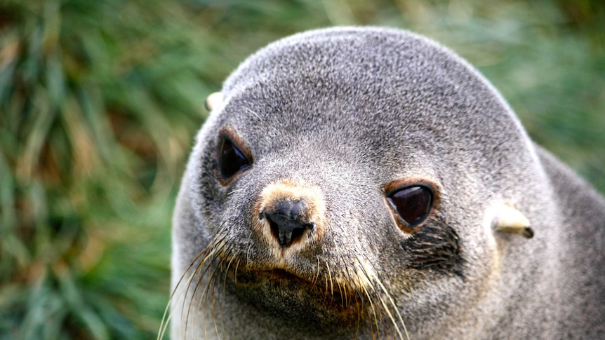 Antarctic fur seal