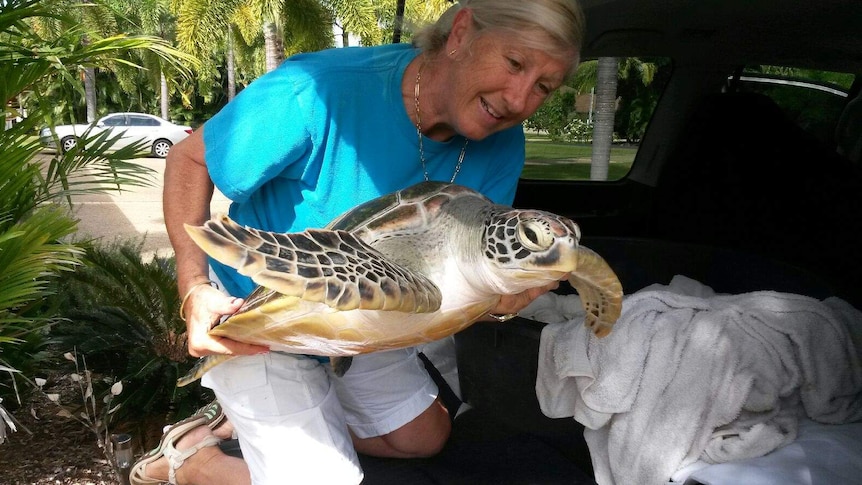 Dr Jennie Gilbert has returned to Cooktown with a rehabilitated green turtle.