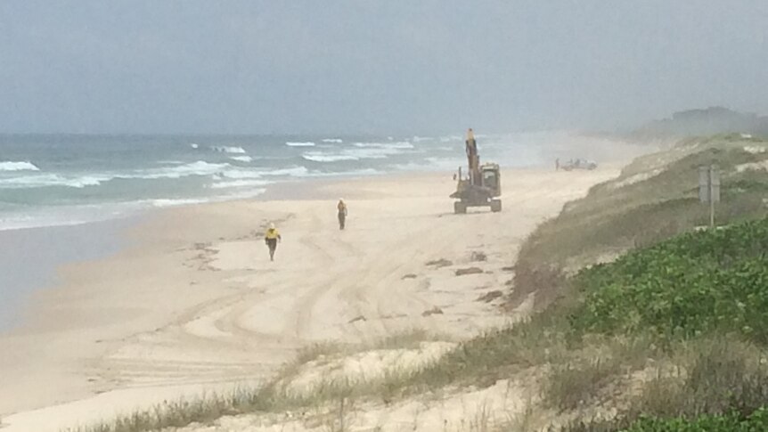 Dead whale being moved along South Ballina beach to be disposed of at council tip.