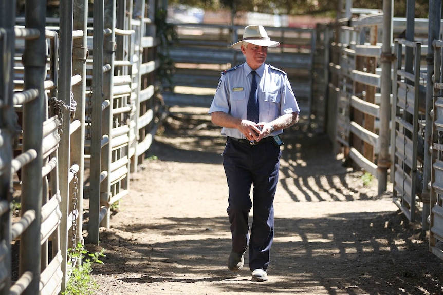 Prison farm manager Les Elliott walks between pens of cattle.