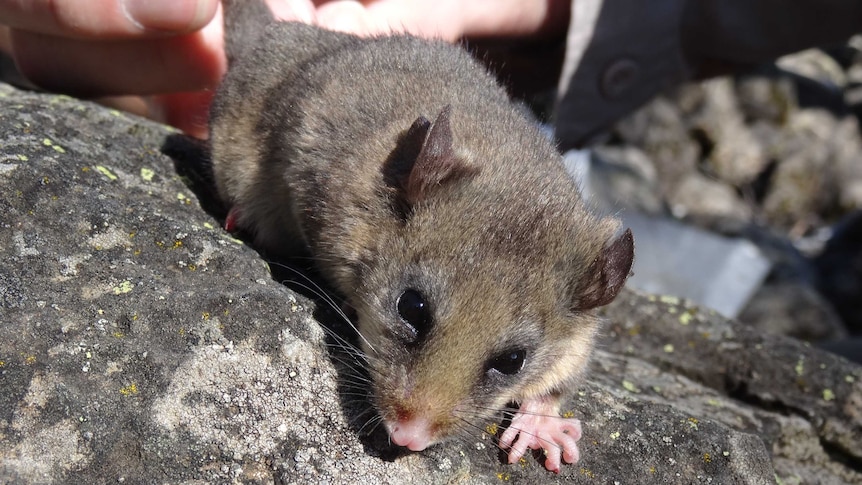 A mountain pygmy possum on a rock at Mount Hotham