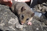 A mountain pygmy possum on a rock at Mount Hotham