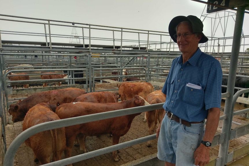 Garth Huppatz smiling while standing with a pen of cattle at the Millicent saleyards.