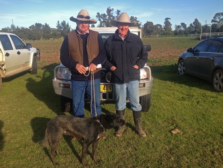The owner and buyer of the top priced dog stand with the kelpie x collie.