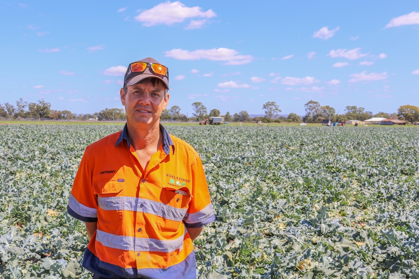 Farmer Anthony Staatz standing in a paddock full of vegetables on a farm near Toowoomba, September 2020.