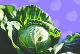Photo of cabbage patch with purple illustrated background