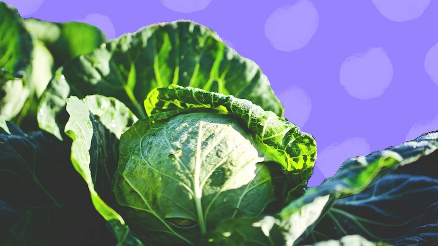 Photo of cabbage patch with purple illustrated background