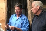 Brent and Scott Finlay examine wool.