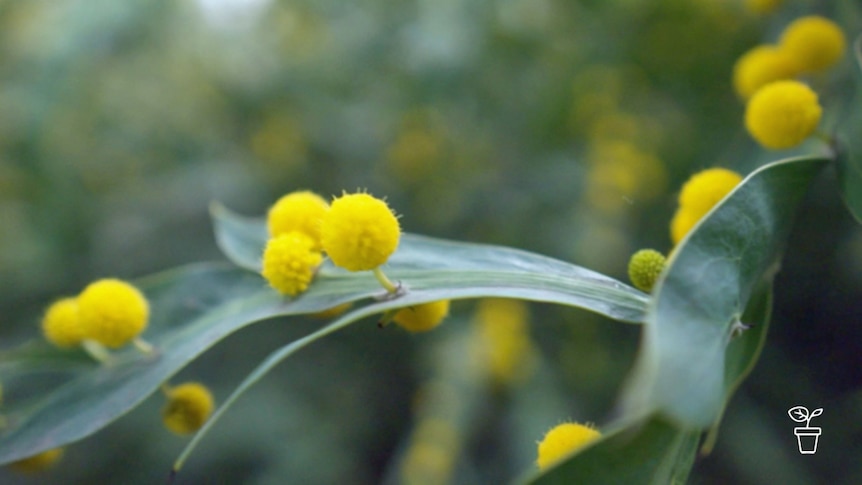 Bright yellow pompom- like flowers growing on surface of leaf