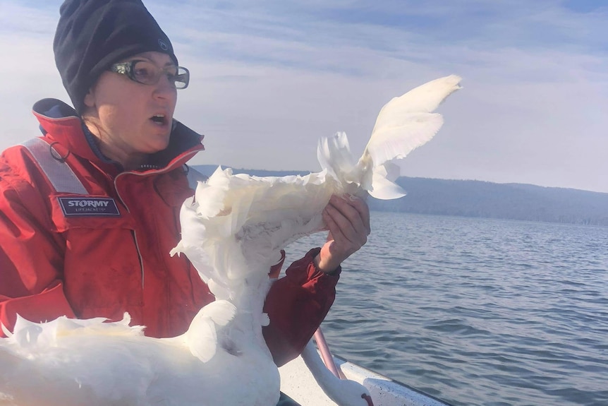 Rare swan with outstretched wings