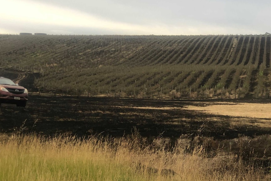 A vineyard burnt by fire.