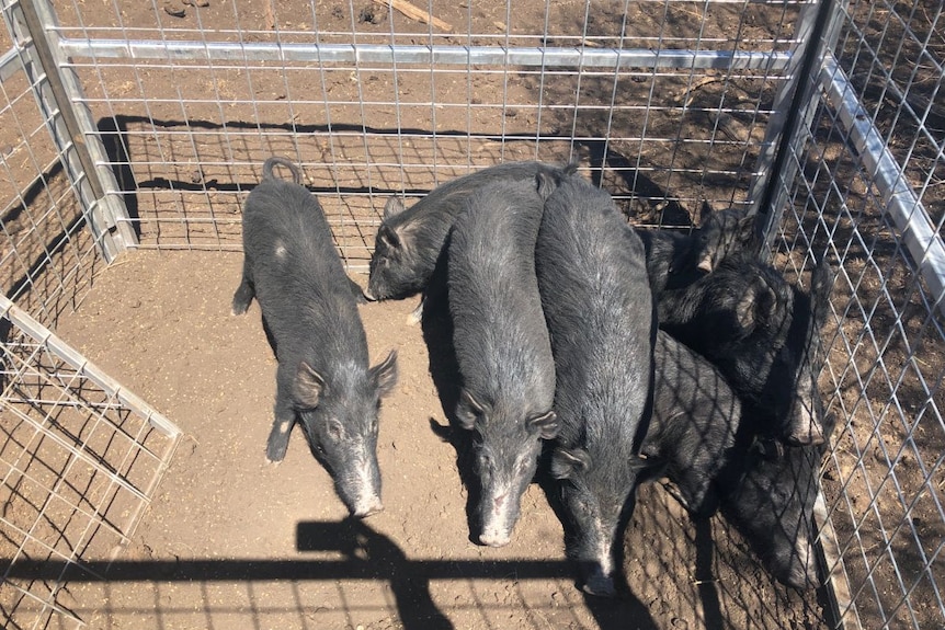 Feral pigs in a trap.