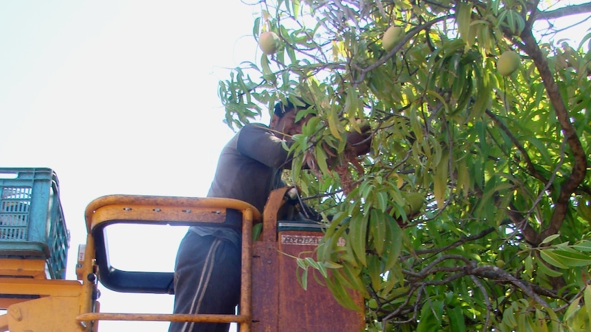 Metusela Joseph Levy, from Samoa picking mangoes on a farm near Katherine, NT