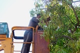 Workers travel to the Top End for the mango season