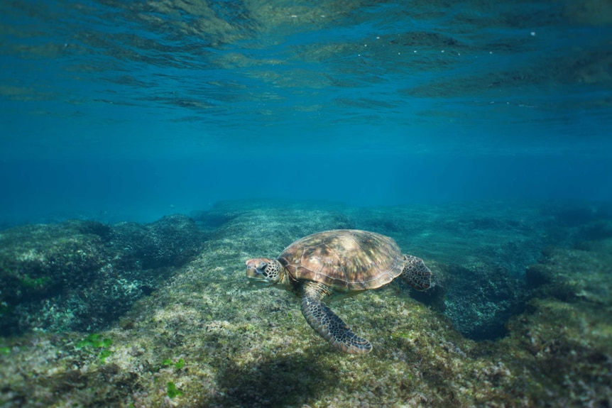 Underwater photo of a turtle at Lord Howe Island