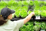 An employee arranges vegetables on display inside a supermarket