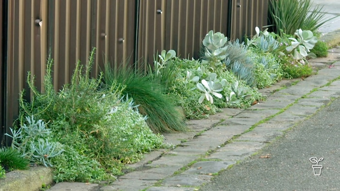 Laneway with plants growing along the side of the road against a fence