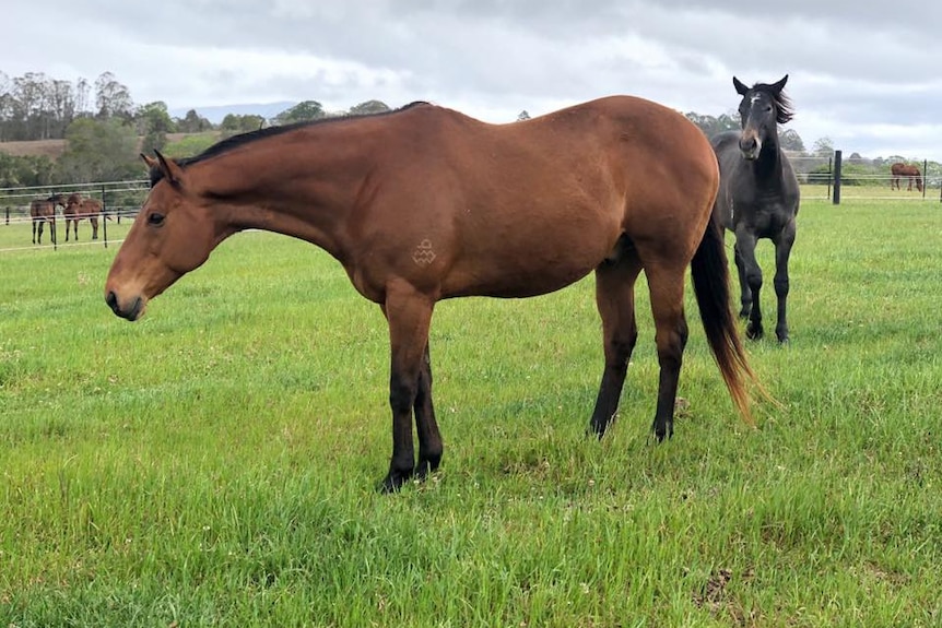 A retired racehorse stands in a paddock at Edinburgh Park Stud in NSW.