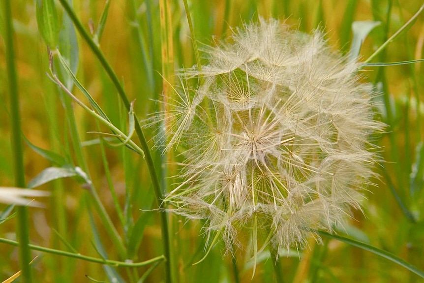 Close-up shot of grass pollen.