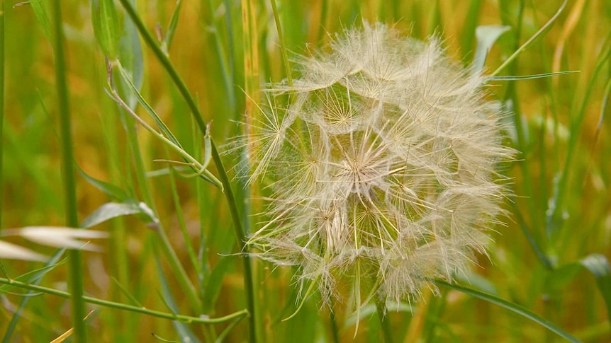 Close-up shot of grass pollen.