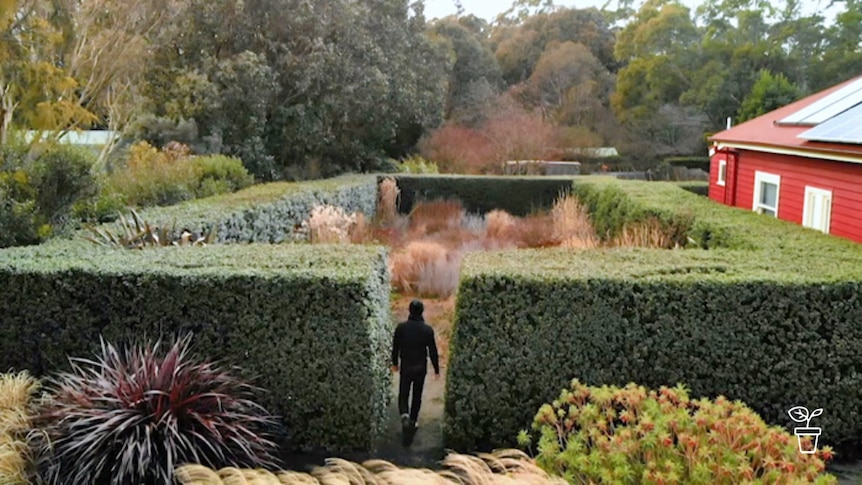 Man walking into large rectangular tall hedged garden