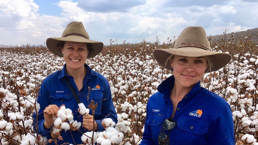 Two women standing in a cotton field