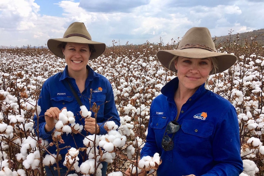 Two women standing in a cotton field