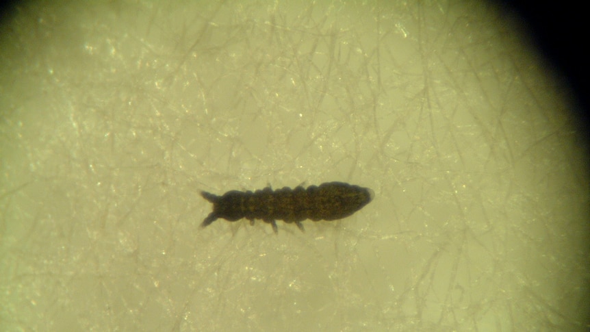 A close-up of a creature known as a springtail.