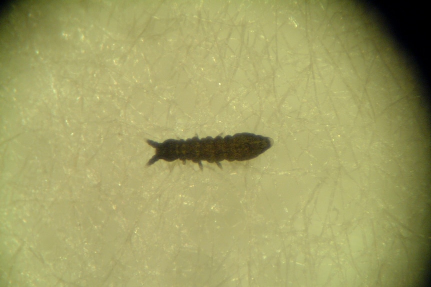 A close-up of a creature known as a springtail. it looks like a tiny little earwig.