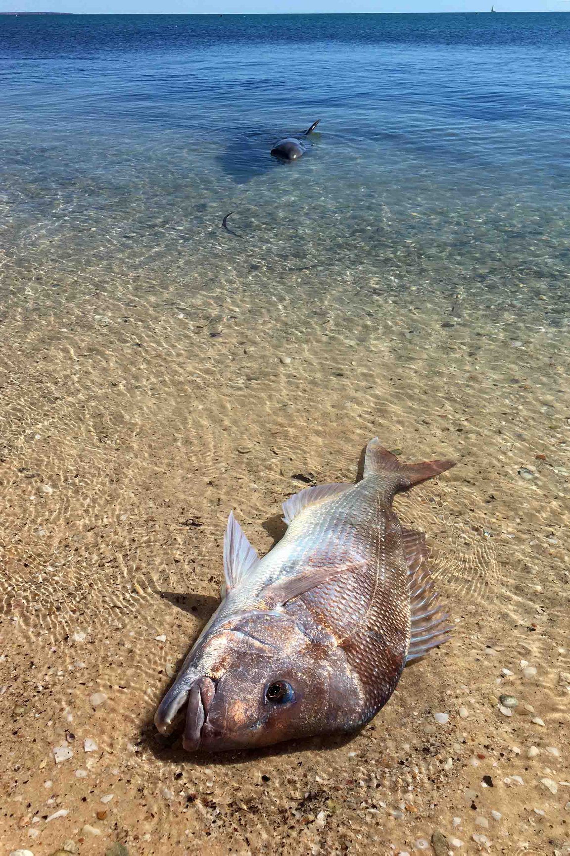 A snapper on the sand with a dolphin waiting in the water