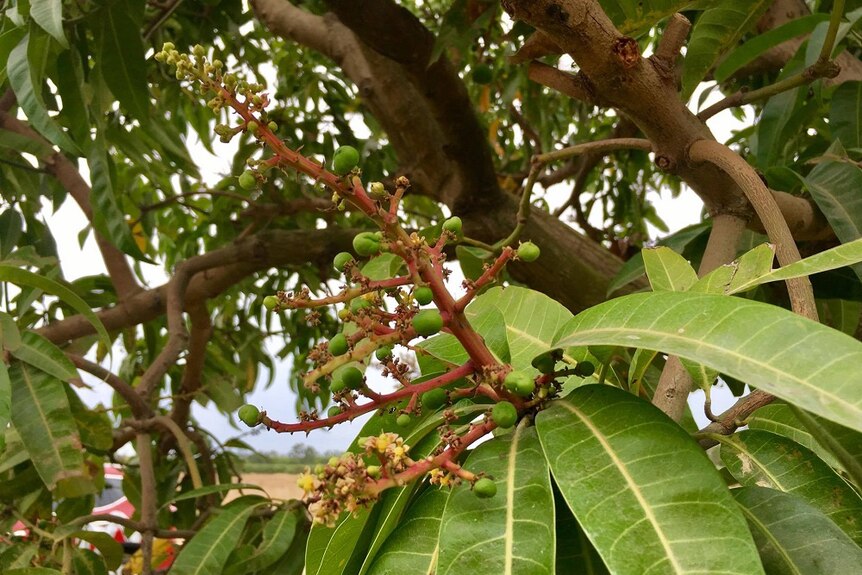 A close up of a flowering mango branch.