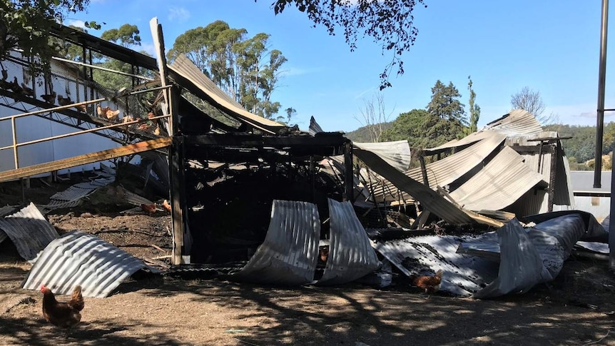 A few survivors forage for food at the site of the fire.