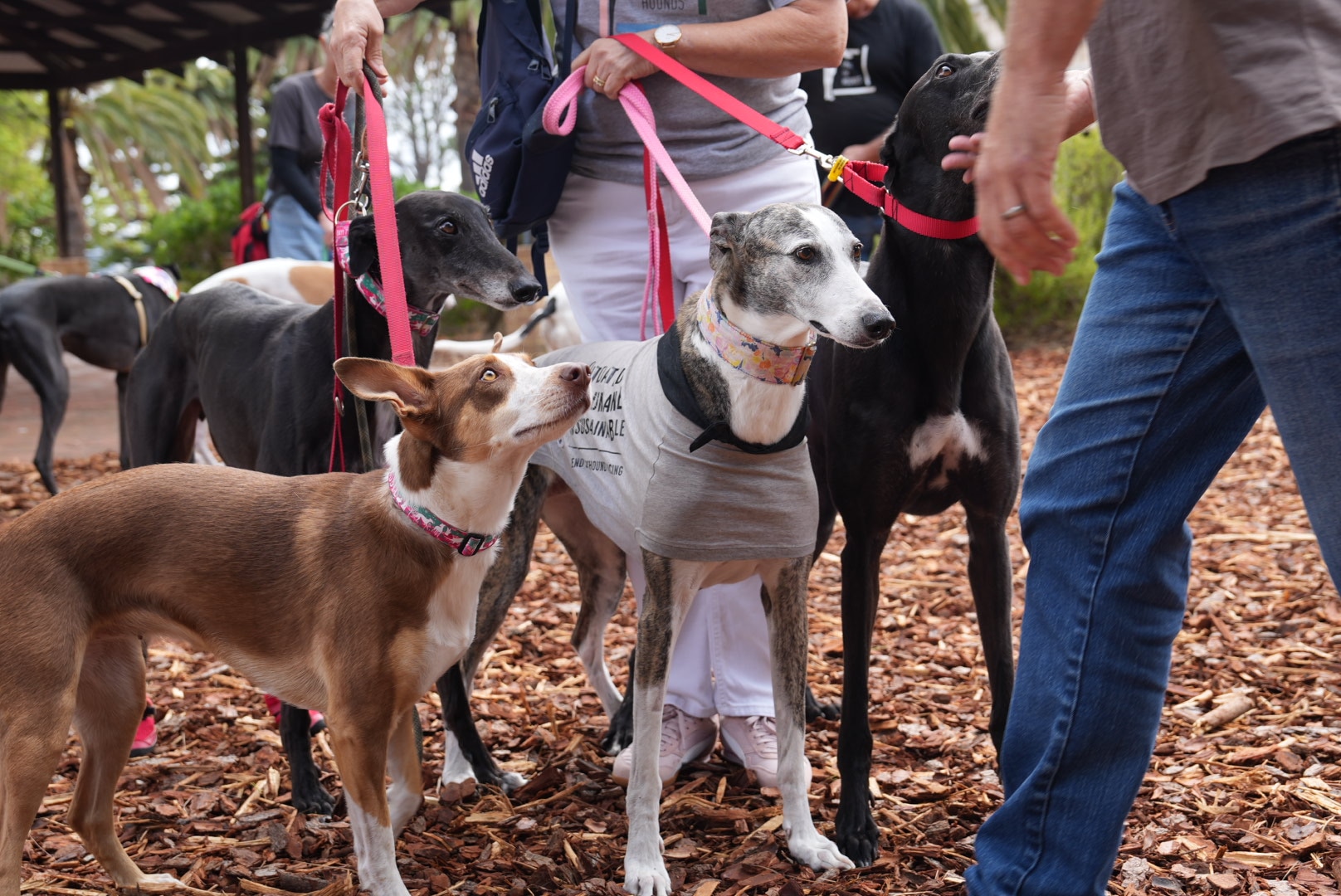 Four dogs including three greyhounds on pink leashes, held close by people with unseen faces.