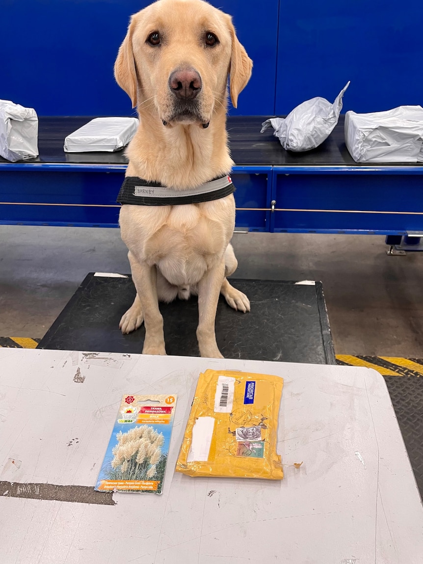 A golden lab sits in front of opened mail 