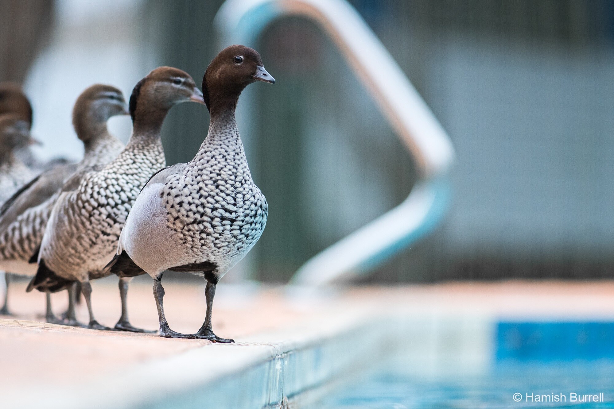 Five ducks lined up to jump into a swimming pool
