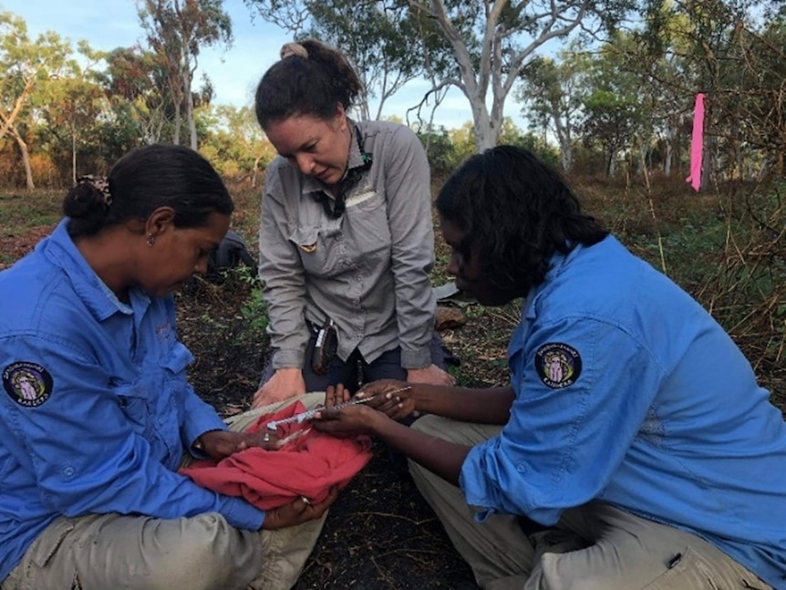 Three women examine a small animal in remote bushland