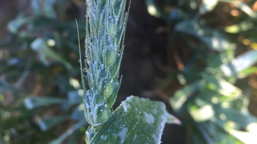 Frozen wheat head