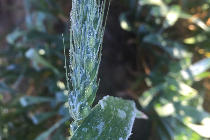 Frozen wheat head