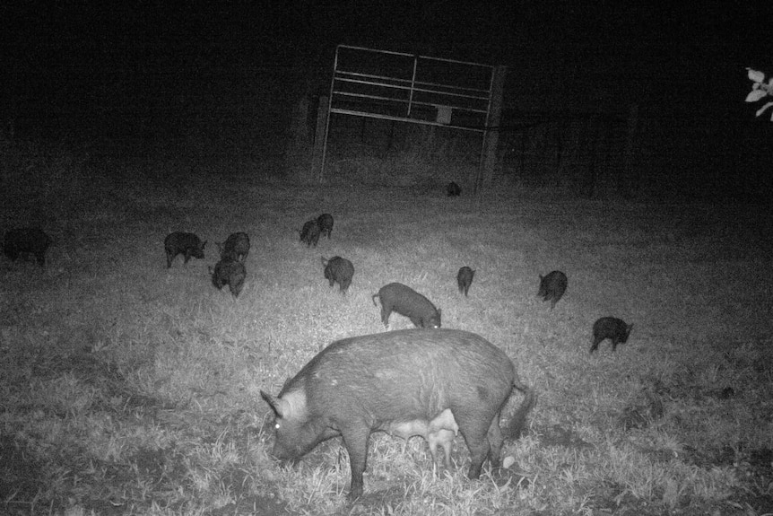 MV Feral pigs night pic.JPG